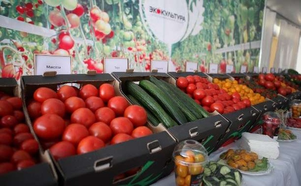 тк тульский тепличный комплекс. агропромышленный холдинг «эко-культура» лого. экокультура щекино. экокультура. экокультура щекино.