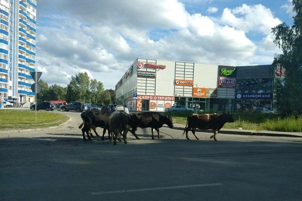 Новосибирск кировский район улица петухова. Местные новосибирск. М54 магазин новосибирск. Местное самоуправление в нск. Местные новосибирск.