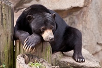 Sun bear. Бируанг медведь. Малайский медведь. Малайский медведь бируанг маленький. Самый маленький медведь бируанг.