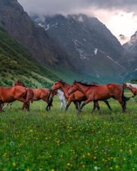 Лошади в горах