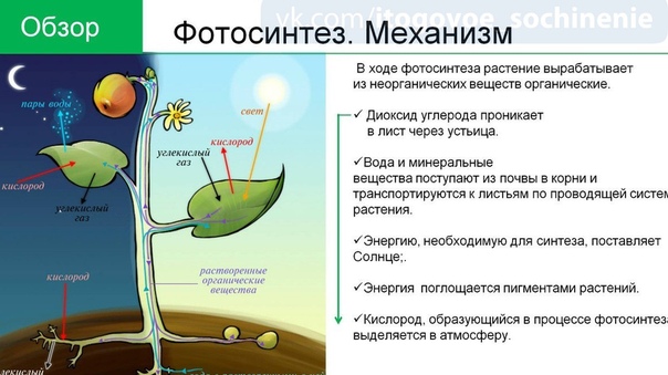 фотосинтез механизм процесса является одной