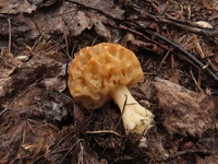 Грибы сморчки в подмосковье. Сморчки грибы. Сморчки в подмосковье. Сморчки в подмосковье. Майские грибы сморчки.