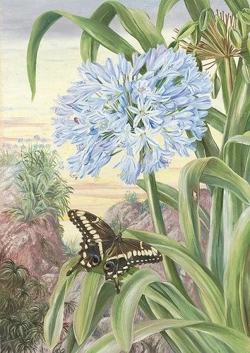 Марианна Норт (Marianne North; 24 октября 1830 30 августа 1890 английская путешественница и художница, известная своими ботаническими иллюстрациями и пейзажами, а также открытиями новых видов