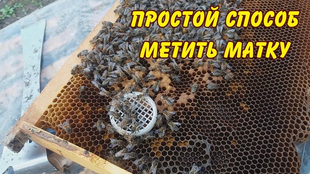 Пчела замена матки. Клеточка для матки пчелы. Украинские матководы. Роевые маточники. Кисловодск пасека.